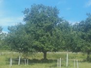 Obstbaum auf Wiese