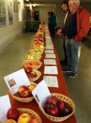 Präsentation von Bioobstsorten am Bio-Bauerngartentag in Kringell