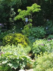 Blumenbeet mit Stauden und Gehölzen für den Schattengarten