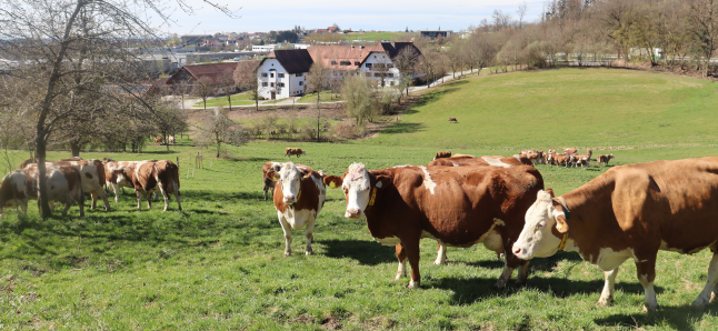 Kühe auf der Weide vor dem Staatsgut
