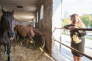 Ministerin Michaela Kaniber bei den Stuten mit Fohlen bei Fuß