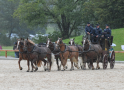 Sechserzug mit Kaltblütern Gestütsschau 2019