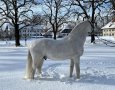 Coupe de Coeur im Schnee unter den Linden