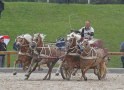 Kampfwagen mit Haflingern Gestütsschau 2019