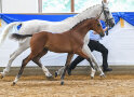 Stutfohlen v. VanCordoba ad. Championess - Mayer Tittmoning - HFischer