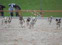 Jagdhunde in Aktion Gestütsschau 2019