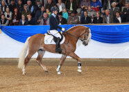 Nanouk bei der Hengstschau 2019