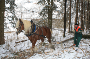 Holzrücken im Winter