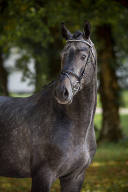 Corallino v. Cornet Obolensky - Diamant de Semilly