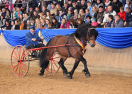 Stallion Van Gogh at the stallion show