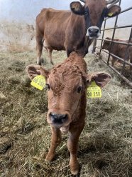 Murnau-Werdenfelser Kalb Januar 2021