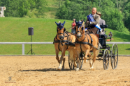 Bayerische Meisterschaften Zweispänner Pony 2018 Sieger Metzner