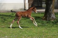 Van Cordoba Fohlen im Galopp