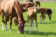 Warmblutfohlen und Stute auf der Weide