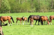 mares and foals on the pasture