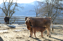 Murnau-Werdenfelser Rind mit Kalb