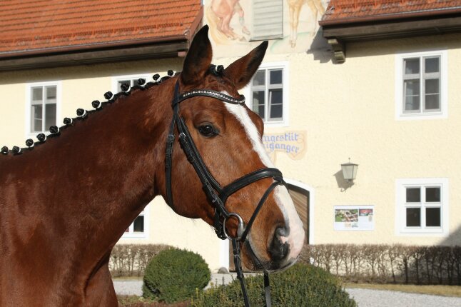 Undercover - Warmblutwallach Portrait