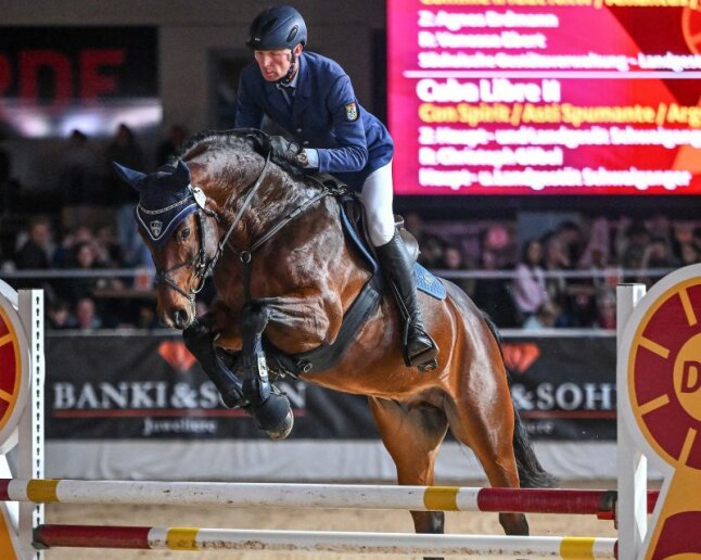 Hengst Cuba Libre II am Sprung bei der DSP Hengstgala 2024