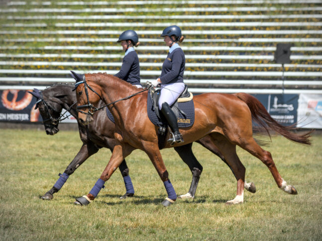 2025-06-03 Schwaiganger Pferd International München Warmblut Verkaufspferd