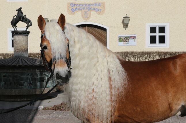 Stakkato Haflinger Portrait