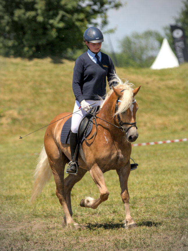 2025-06-03 Schwaiganger Pferd International München Haflinger Verkaufspferd