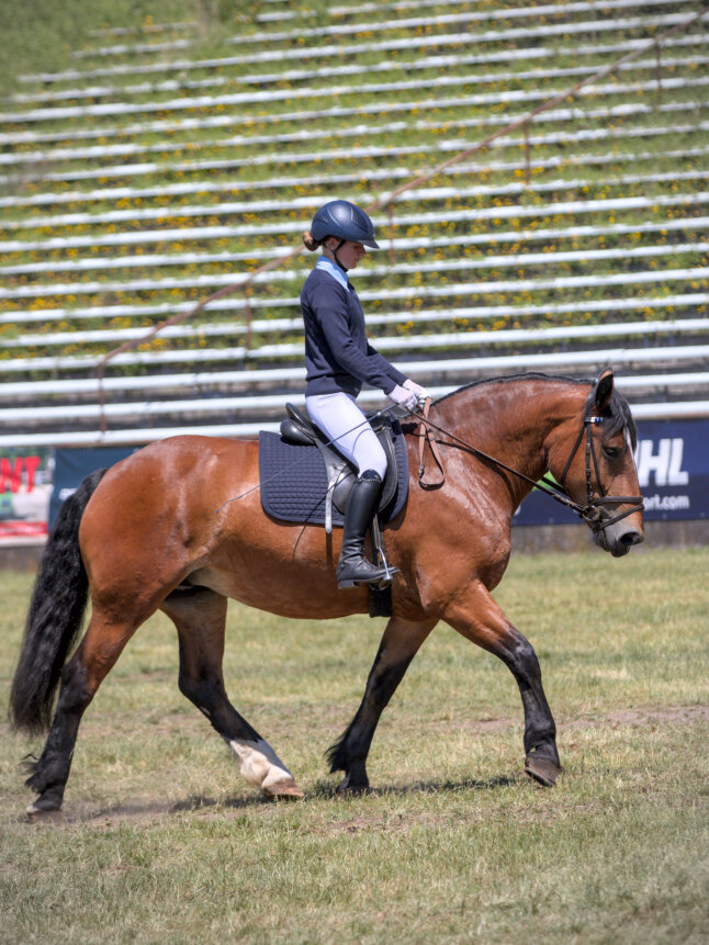 2025-06-03 Schwaiganger Pferd International München Kaltblut Verkaufspferd