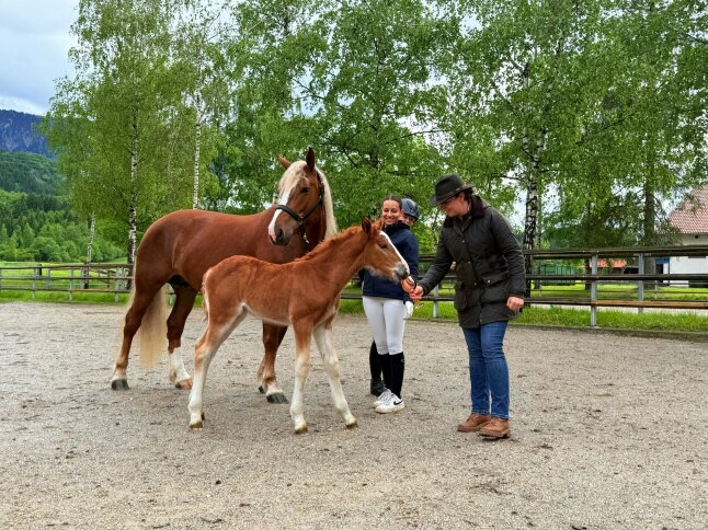2025-05-26 Schwaiganger Kindertag Fohlentaufe Nala