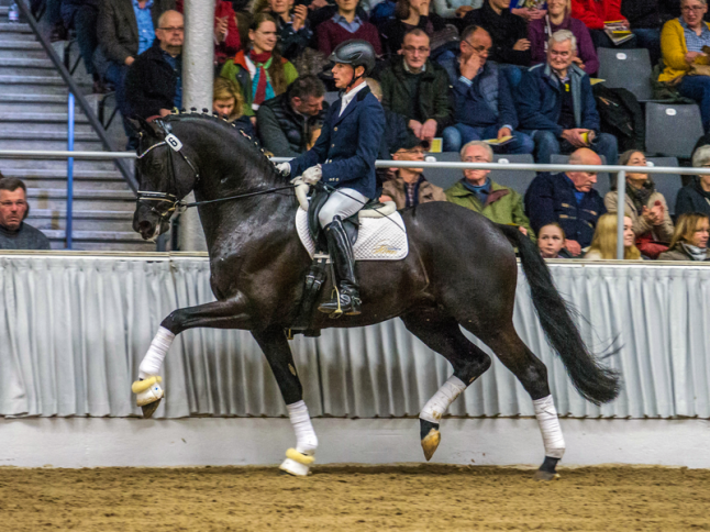 Schwarzgold im Trab - Foto: Hannoveranerzucht Schoppe