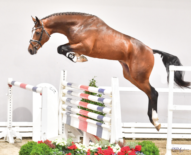 Hengst Van Cordoba Freispringen Körung 2019 - Foto: OLD-Art