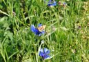 Lehrpfad Kornblumen im Ackerrandstreifen