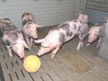 Mastschweine mit Beschäftigungsmaterial 