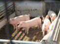 Foto: D. Röllinger; Ferkel im überdachten Außenbereich der Tierwohlställe
