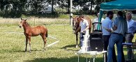Pferde Fohlenschau 2021