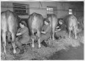 Melkerkurs im Kuhstall, 50er-Jahre