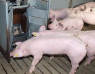 Mittelgroße Mastschweine vor einem Futtertransponder