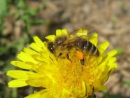 Pflanzenbau Bienenprüfhof Biene auf Blüte