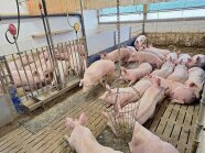 Praktikertag Tierwohlkriterien