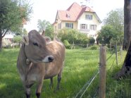 Braunviehkuh vor altem Hofgebäude des Spitalhofs