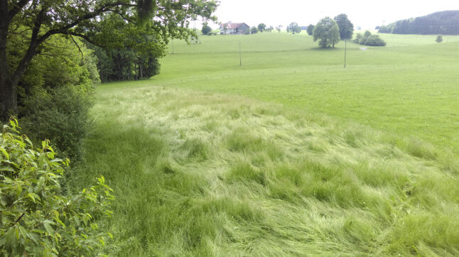 Landschaft mit teilweise gemähter Wiese