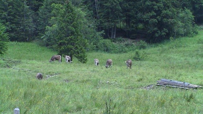 6 braune Kühe auf Wiese