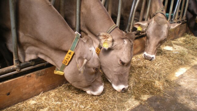 drei braune Kühe im Stall fressen Rauhfutter